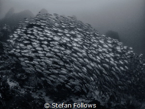One more for the road ... Oxeye Scad - Selar boops. Sail ... by Stefan Follows 